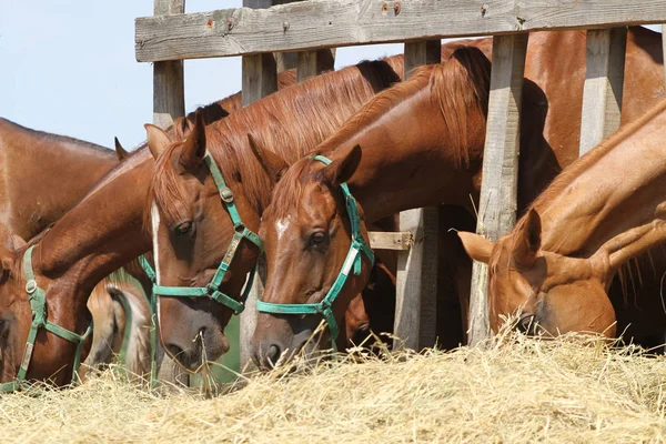 Los potros y yeguas se alimentan mañana en granja animal —  Fotos de Stock