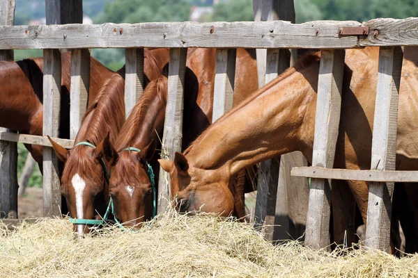 Yeguas de castaño y potros comiendo heno en el rancho — Foto de Stock