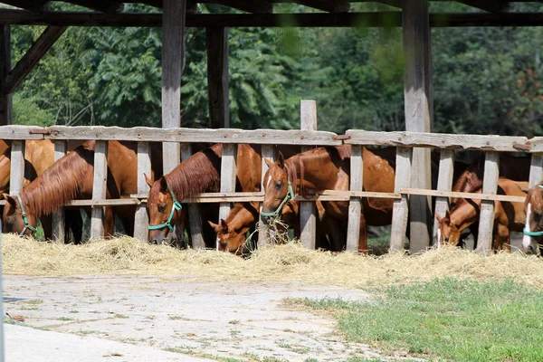 Cavalos jovens puros mastigando feno no rancho — Fotografia de Stock