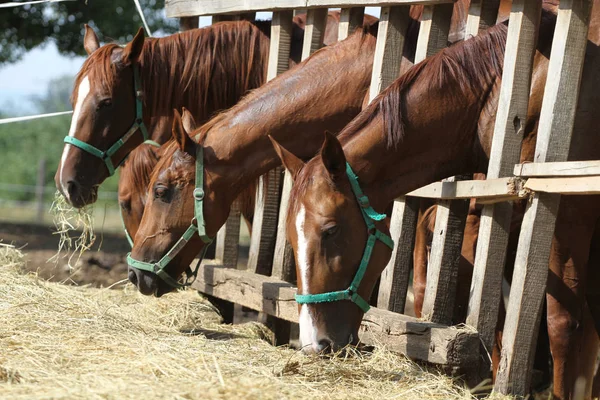 Jungpferde kauen Heu auf der Ranch — Stockfoto