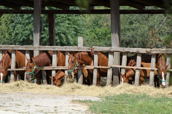 Panoramafoto von reinrassigen Pferden auf dem Bauernhof — Stockfoto
