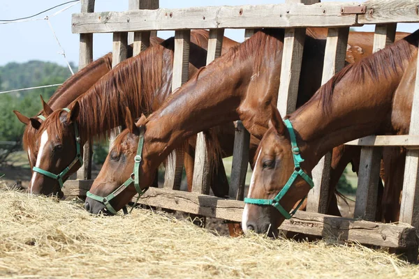 Mares e potros comendo feno na fazenda de animais — Fotografia de Stock