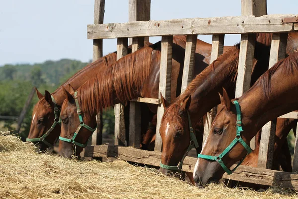 Jeunes chevaux de selle affamés mangeant du foin à la ferme — Photo