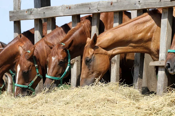 Rebanho de cavalos mastigando feno fresco no verão fazenda — Fotografia de Stock