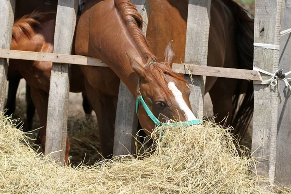 Cavalos de castanha de raça pura alimentando-se na fazenda animal rural verão — Fotografia de Stock