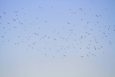 Mavi arka plan üzerinde gökyüzünde uçan kuşlar