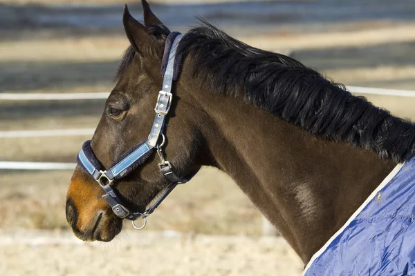 Side view porträtt av fullblod sadeln hästen i träns och täcken — Stockfoto