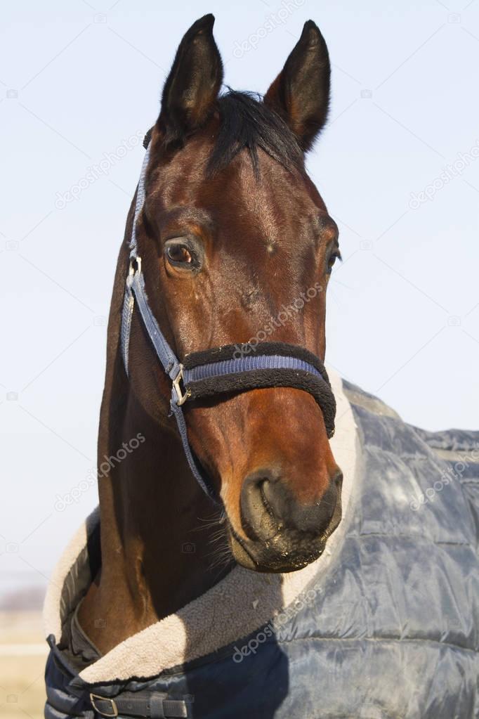 Head of a young saddle horse in blankets