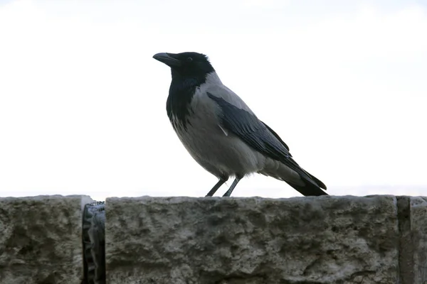 Vieux corbeau à capuchon marchant dans le bastion du château à Budapest — Photo