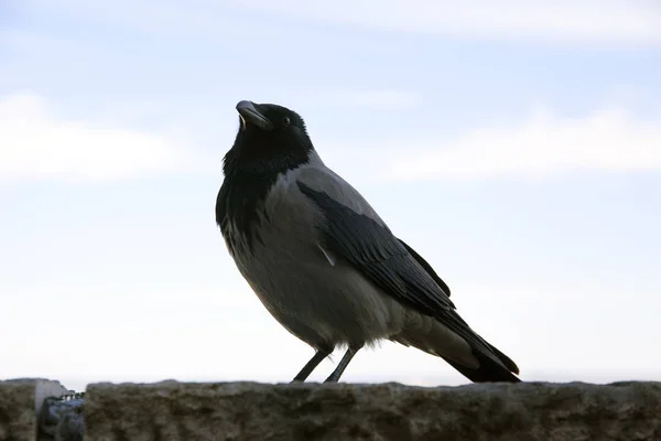 Nahaufnahme eines Corvus Cornix alias Krähe in Budapest Hungarian Castle — Stockfoto