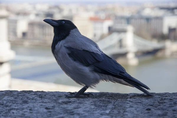 Corvus cornix ist eine eurasische Vogelart der Krähengattung — Stockfoto