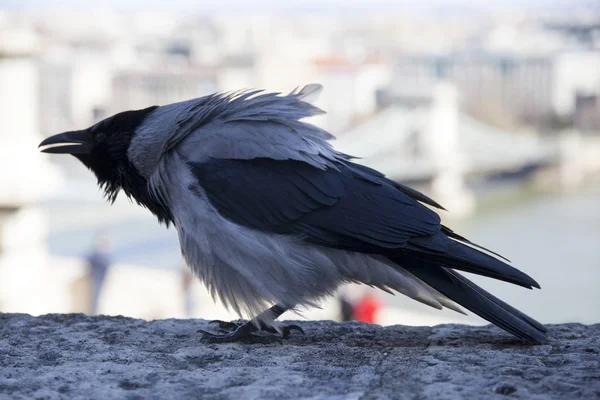 Silhouette Porträt einer grauen europäischen Krähe — Stockfoto