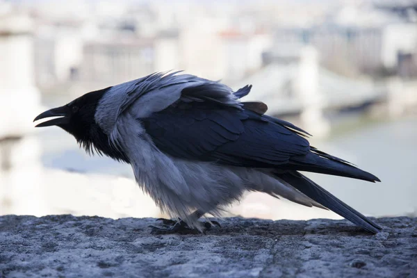 Corvus cornix ist eine eurasische Vogelart der Krähengattung — Stockfoto