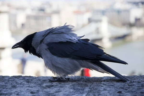 灰色的欧洲乌鸦的肖像 — 图库照片