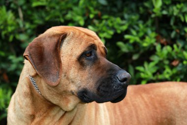 Bull mastiff tosa Inu kafa yakın çekim