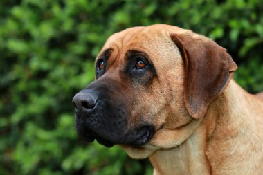 Bull mastiff tosa Inu kafa yakın çekim