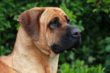 Tosa Inu sheperd köpek portre yeşil doğal arka plan