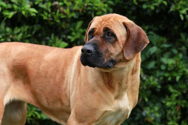 Bir Japon bandog tosa Inu closeup kafa vurdu