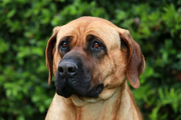 Head shot closeup of a japanese bandog tosa inu — Stock Photo, Image