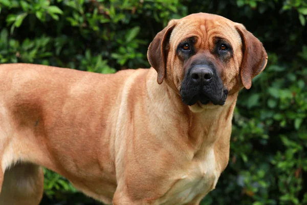 Bulle Mastiff tosa inu Kopf aus nächster Nähe — Stockfoto