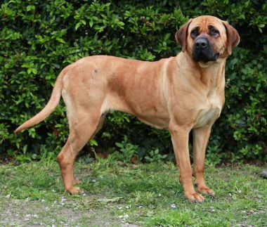 Tosa Inu sheperd köpek portre yeşil doğal arka plan