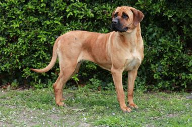Yeşil bir Japon bandog tosa Inu yan görünümü closeup