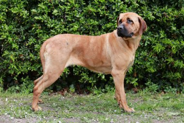 Japon bandog tosa Inu ayakta yeşil.