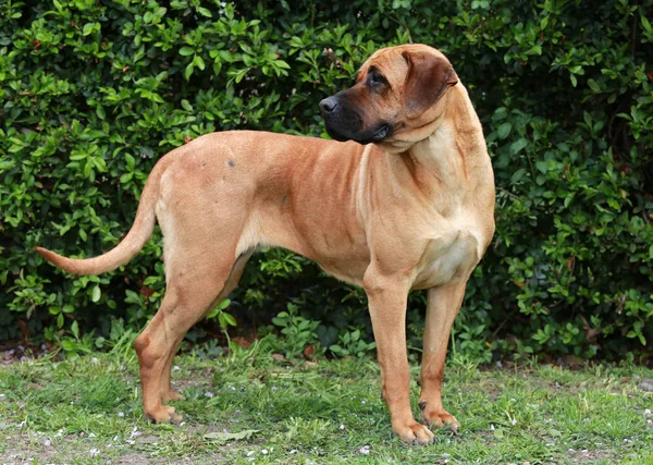 Purebred japonês tosa inu cabeça tiro closeup — Fotografia de Stock