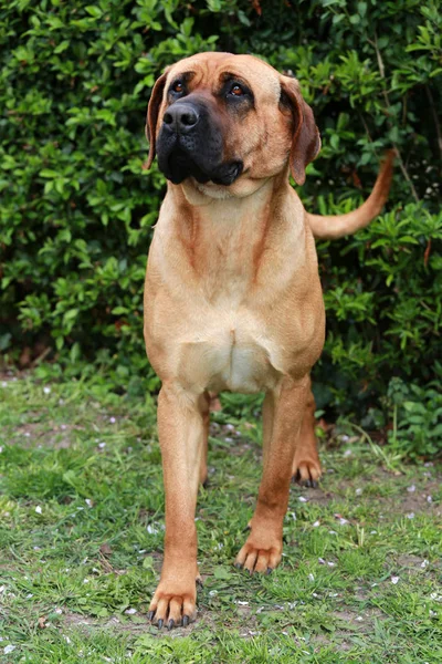 Tosa inu bandog contra fundo natural verde — Fotografia de Stock