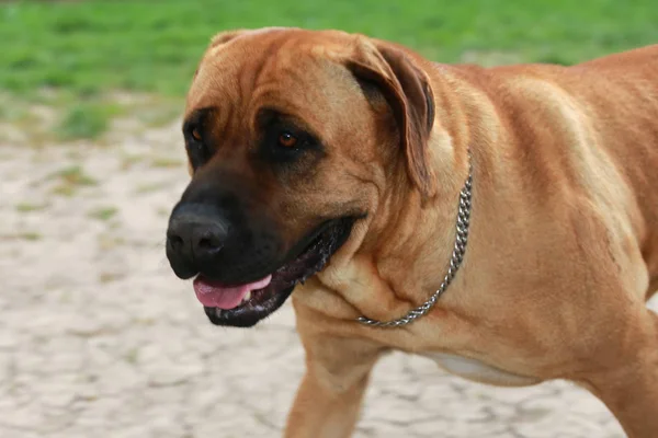 Japanese bandog tosa inu posing in the green. — Stock Photo, Image