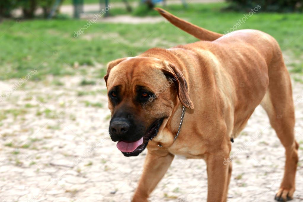 Tosa inu bandog runs in the field