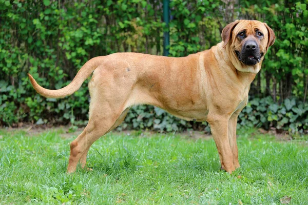 Boční pohled closeup japonské bandog tosa inu v zelené — Stock fotografie