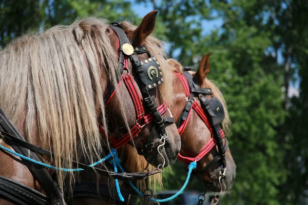 Kaltblütige Pferde vor der Pferdekutsche — Stockfoto