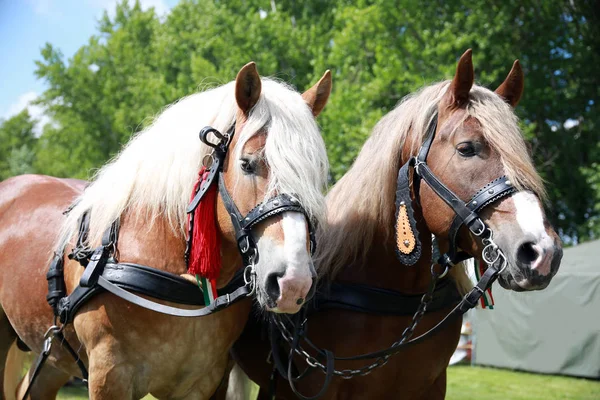 Kaltblütige Pferde vor der Pferdekutsche — Stockfoto
