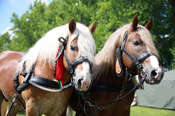 Caballos de sangre fría frente al carro de caballos —  Fotos de Stock