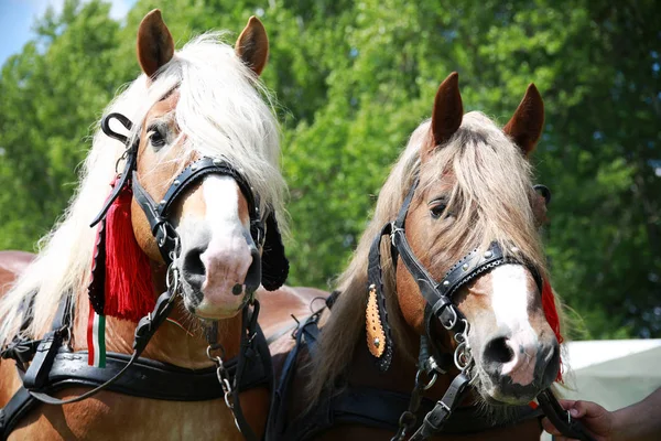 Yoiung Hengste bereit für Farm Worki ländlichen Szene — Stockfoto