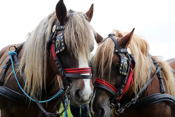 Dos hermosos caballos jóvenes de granja en granja de animales —  Fotos de Stock