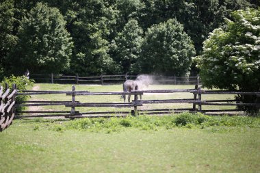 Safkan aygır yere inişli çıkışlı sonra yaz corral