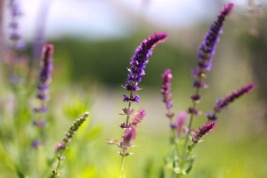Yaz duygu padok bokeh ruh hayvan çiftliğinde