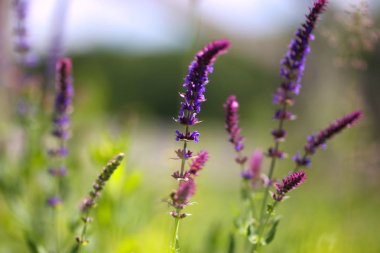 Yaz corral hayvan çiftlik çiçek açan güzel kır çiçekleri