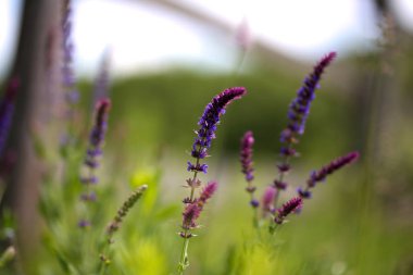 Vahşi kırsal Ranch'te yeşil çimenli çayırda çiçek açan çiçekler 