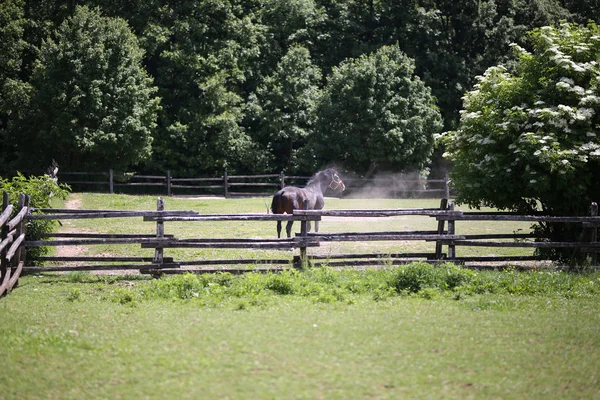 ほこり砂浴後後の純血の馬 — ストック写真