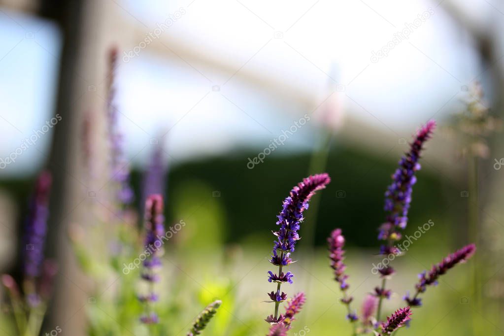 Summer feeling at animal farm in the paddock bokeh mood