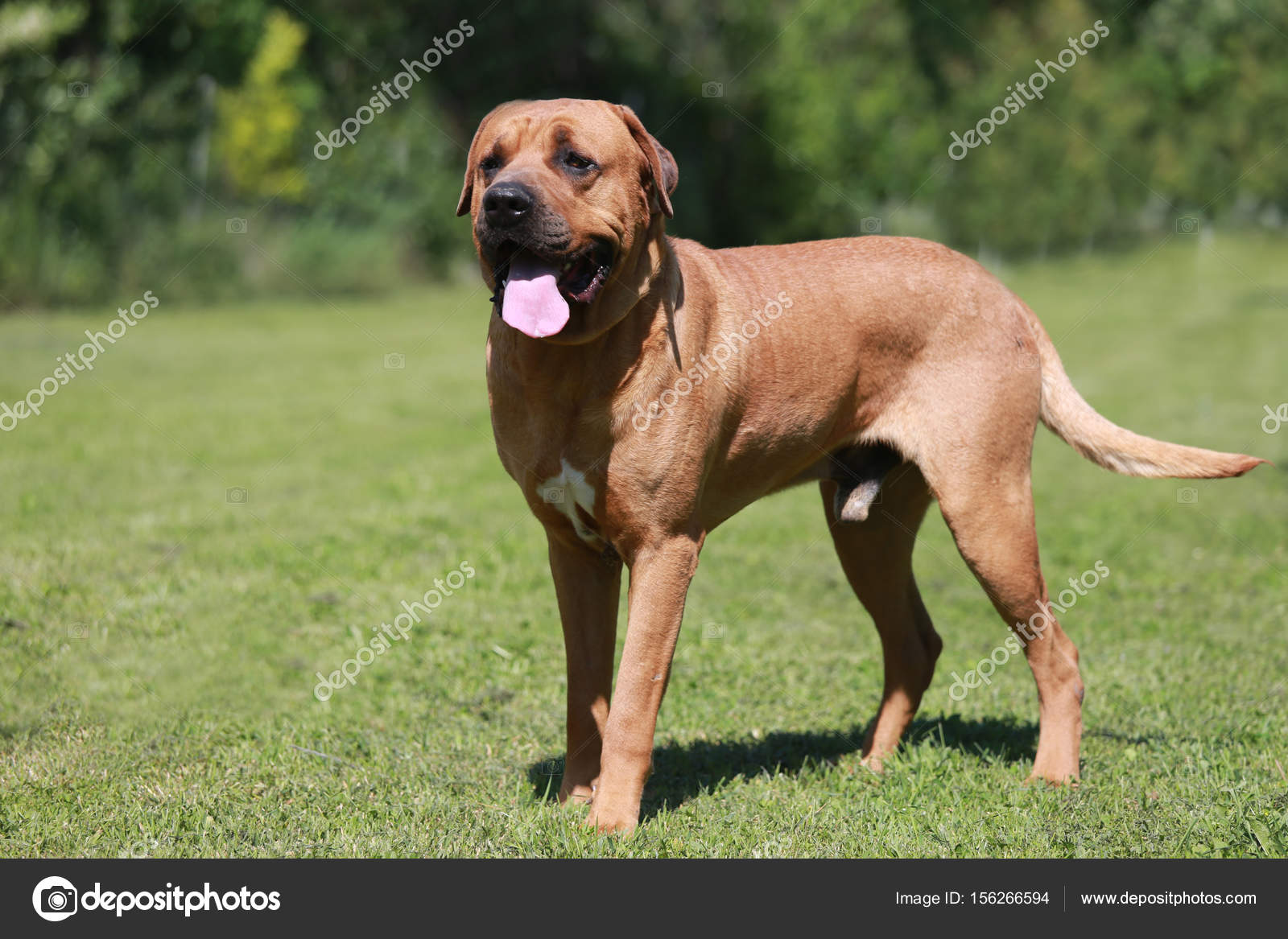 土佐犬图库照片 免版税土佐犬图片 Depositphotos