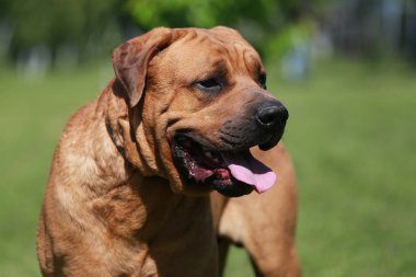 Bir safkan tosa Inu erkek köpek kafa vurdu