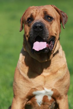 Tosa Inu sheperd Japon köpek portre yeşil doğal arka plan