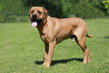 Genç erkek tosa Inu köpek bahçede izlerken