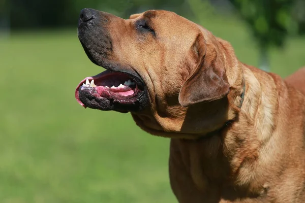 Vista lateral tiro de um cão tosa macho — Fotografia de Stock
