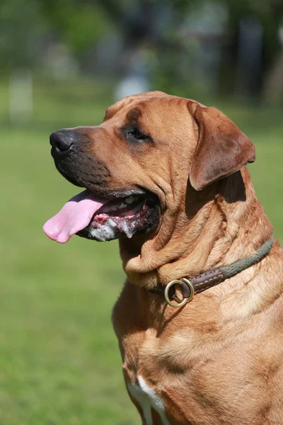 Testa di un cane maschio di razza pura tosa inu — Foto Stock