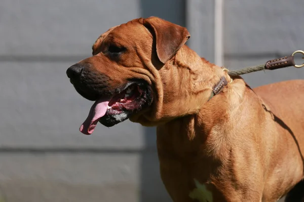 Tosa inu εμφάνιση σκυλί οριζόντια βολή — Φωτογραφία Αρχείου